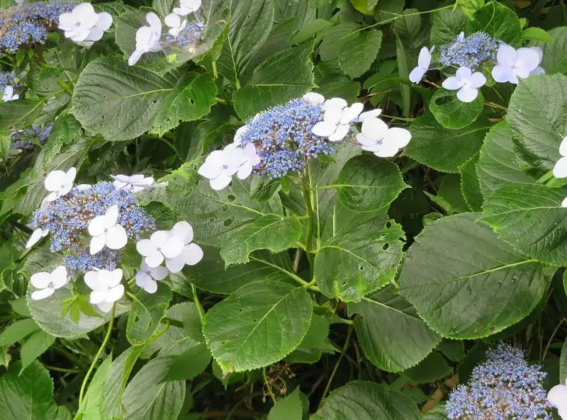 Hortensia (Hydrangea macrophylla, Hydrangea paniculata en andere)