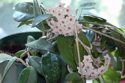 Hoya