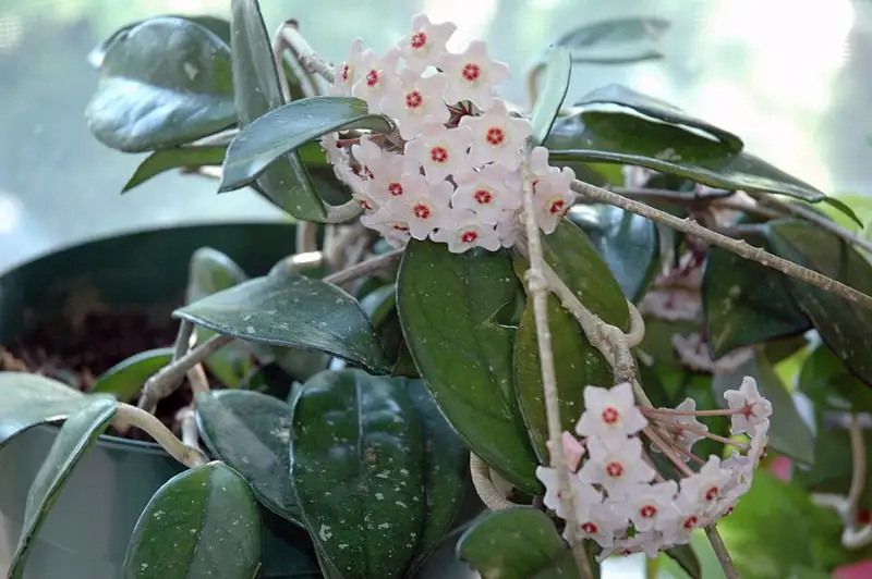 Hoya (Hoya carnosa en andere)