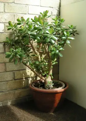 Jadeplant