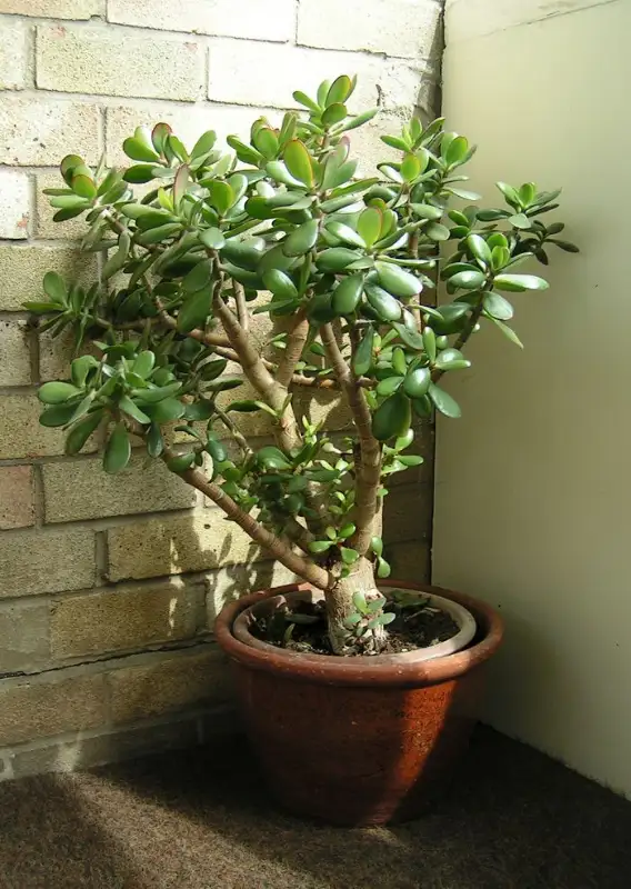 Jadeplant (Crassula ovata (Crassula argentea))