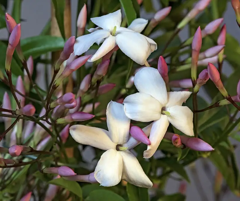 Jasmijn (Jasminum polyanthum)