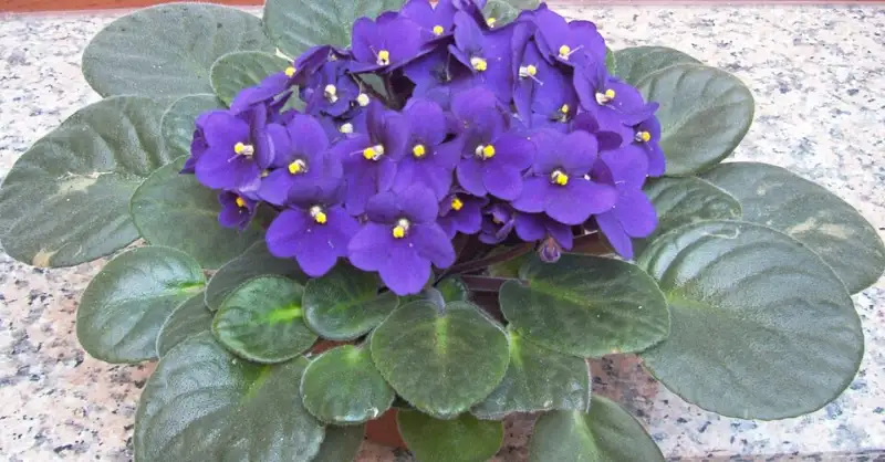 Kaaps viooltje (Saintpaulia spp. (nu Streptocarpus sect. Saintpaulia))