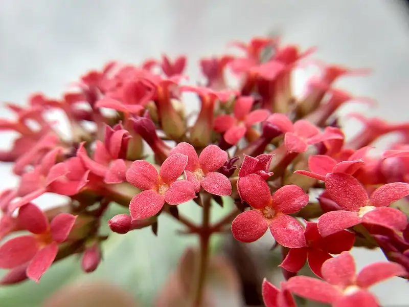 Kalanchoë (Kalanchoe blossfeldiana en andere)