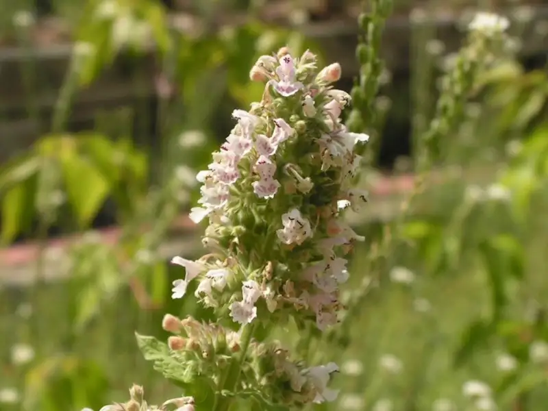 Kattenkruid (Nepeta cataria (en tuinsoorten zoals Nepeta × faassenii))