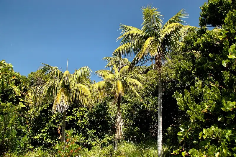 Kentiapalm (Howea forsteriana)