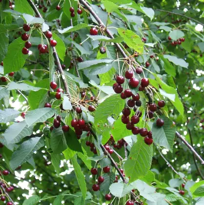 Kersenboom