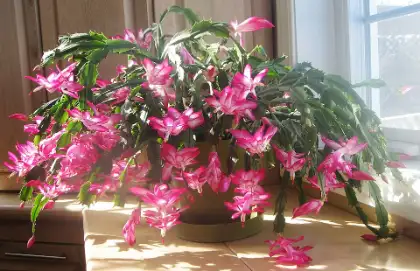 Kerstcactus