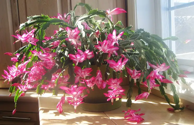Kerstcactus (Schlumbergera spp.)