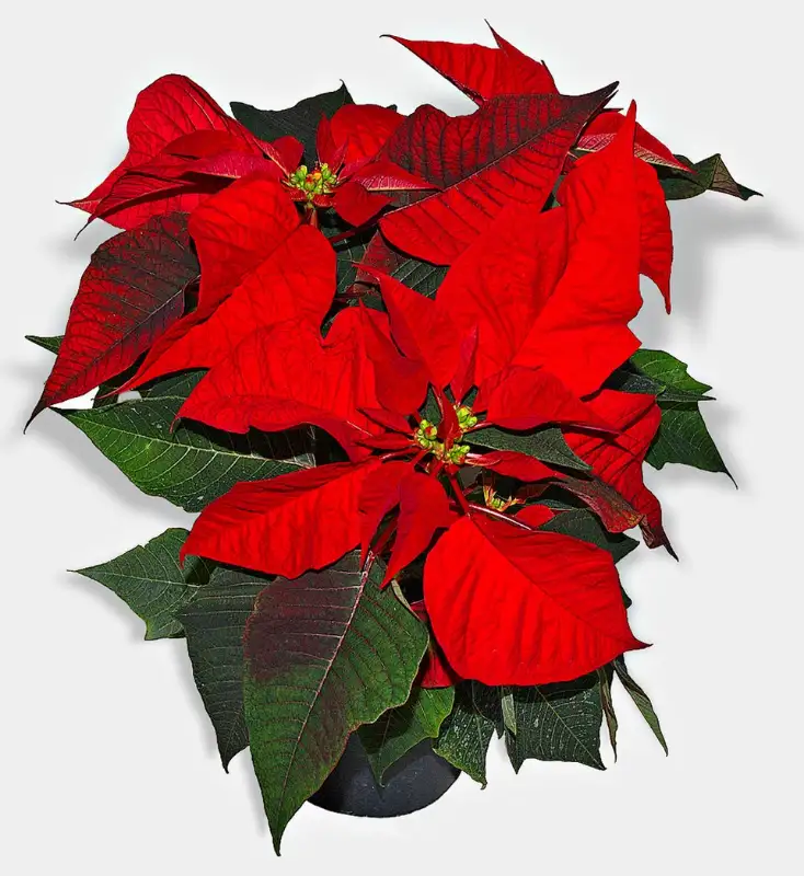 Kerstster (Euphorbia pulcherrima)