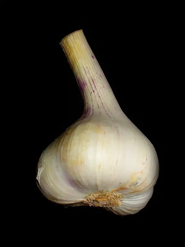 Knoflook (Allium sativum)