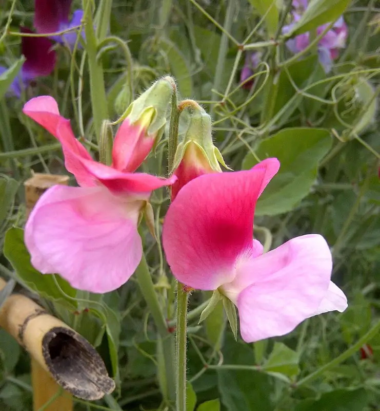 Lathyrus (Lathyrus odoratus)