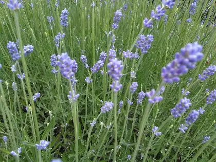 Lavendel