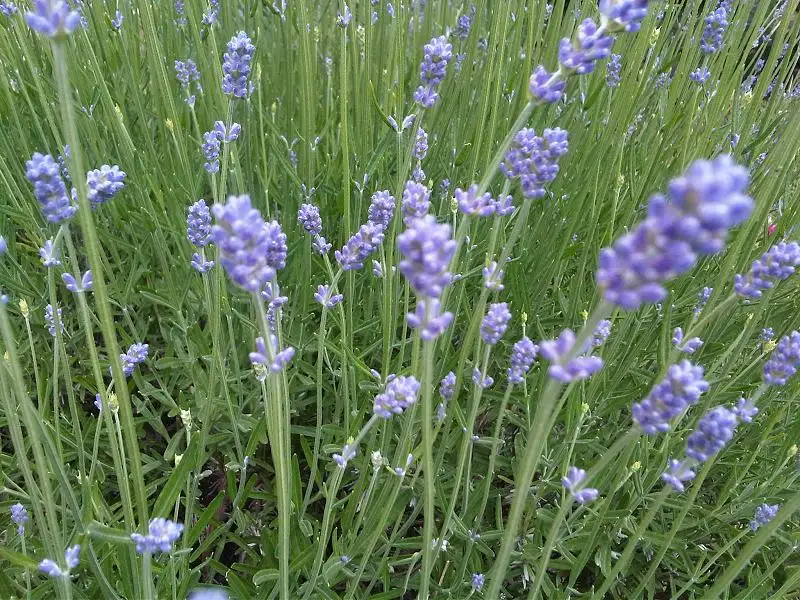 Lavendel (Lavandula angustifolia)