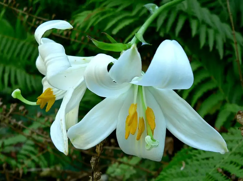 Lelie (Lilium spp.)
