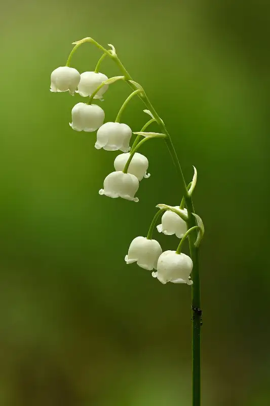 Lelietje-van-dalen (Convallaria majalis)