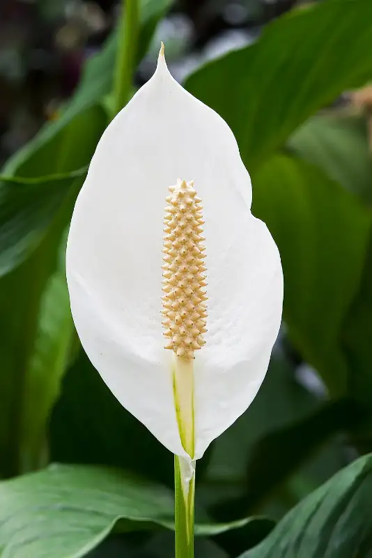 Lepelplant (Spathiphyllum spp.)