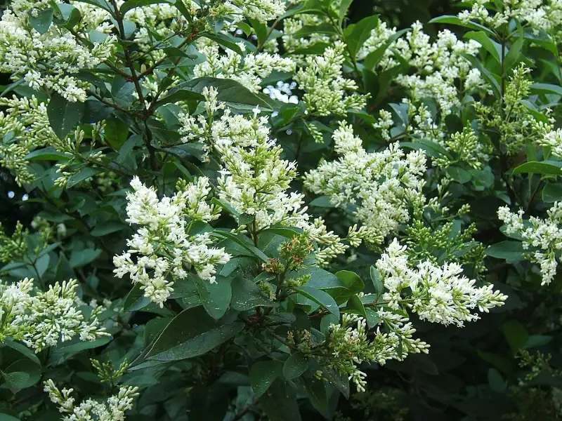 Liguster (Ligustrum ovalifolium, L. vulgare)