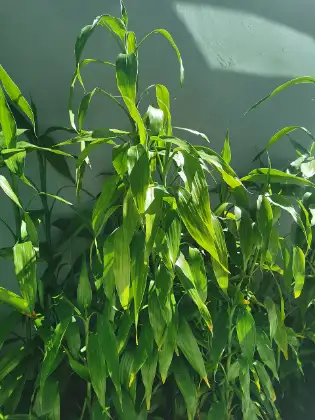 Lucky bamboo