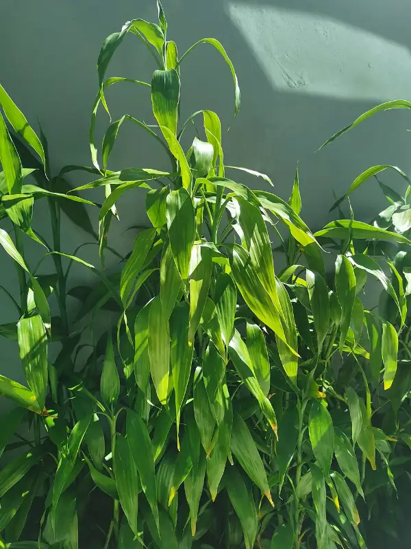 Lucky bamboo (Dracaena sanderiana)