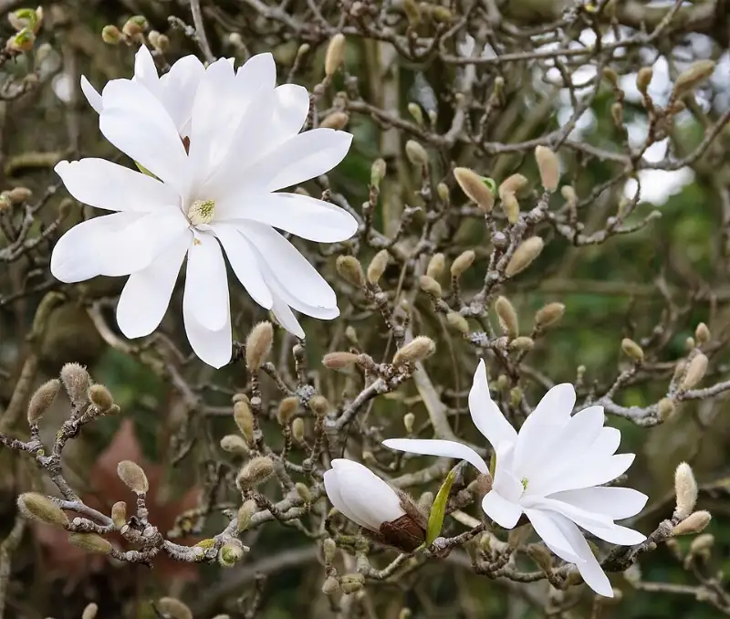 Magnolia (Magnolia stellata en andere)