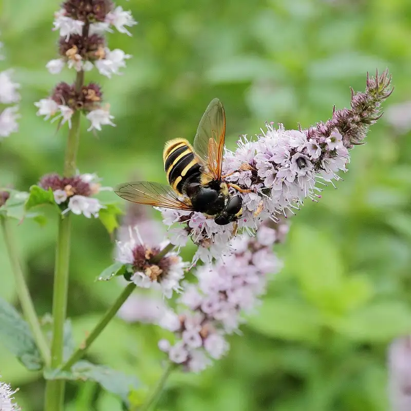 Munt (Mentha spp.)