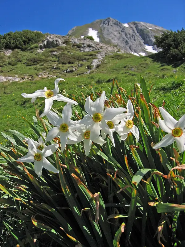 Narcis (Narcissus spp.)