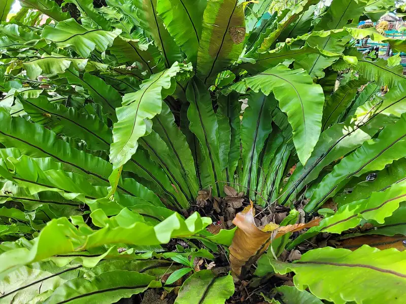 Nestvaren (Asplenium nidus)
