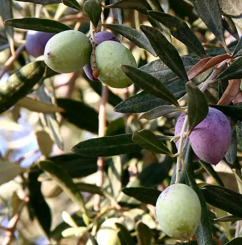 Olijfboom (Olea europaea)