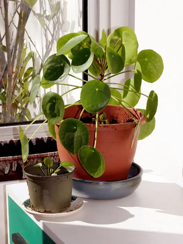 Pannenkoekplant (Pilea peperomioides)