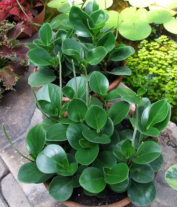 Peperomia (Peperomia spp.)
