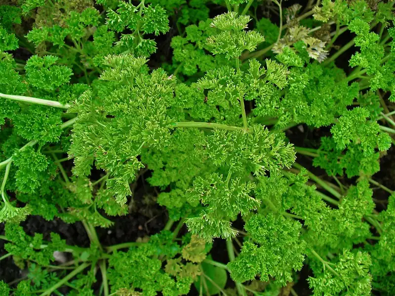 Peterselie (Petroselinum crispum)