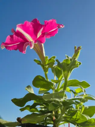 Petunia