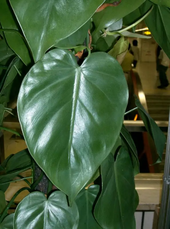 Philodendron (Philodendron hederaceum en andere)