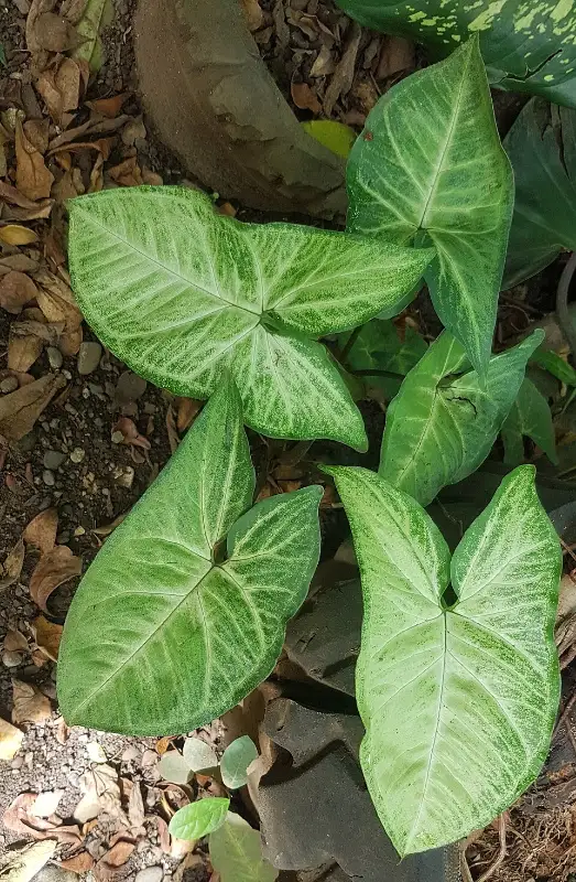 Pijlbladplant (Syngonium podophyllum)