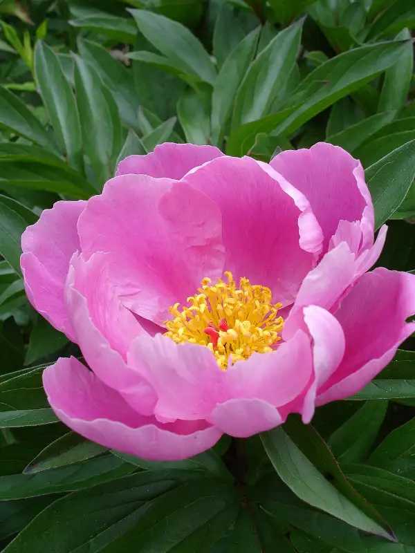 Pioenroos (Paeonia lactiflora en andere)