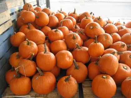 Pompoen