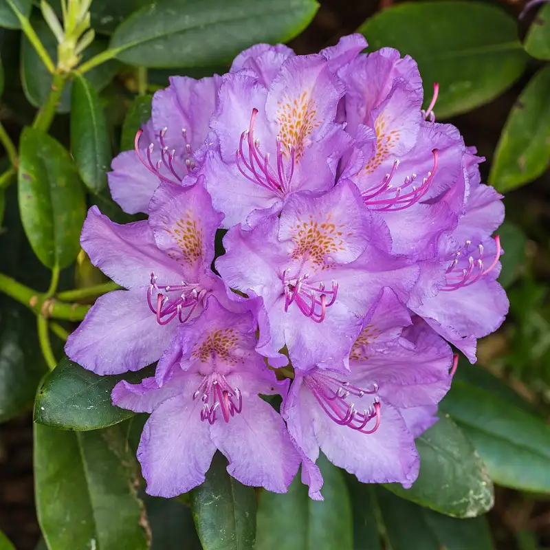 Rododendron (Rhododendron spp.)