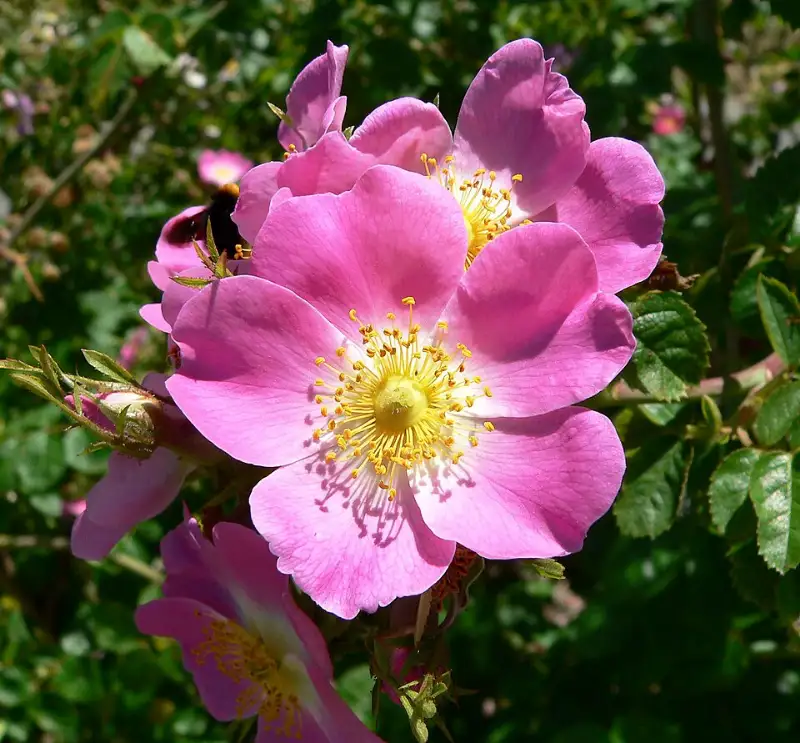 Roos (Rosa spp.)