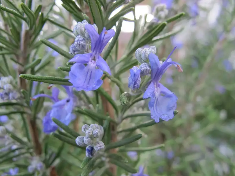 Rozemarijn (Salvia rosmarinus (Rosmarinus officinalis))