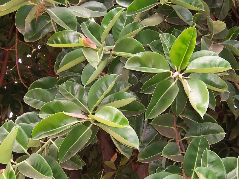 Rubberplant (Ficus elastica)