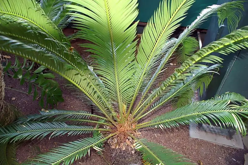 Sagopalm (Cycas revoluta)