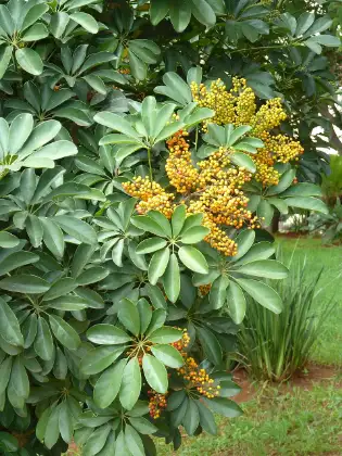 Schefflera
