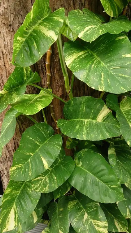 Scindapsus (Epipremnum aureum)