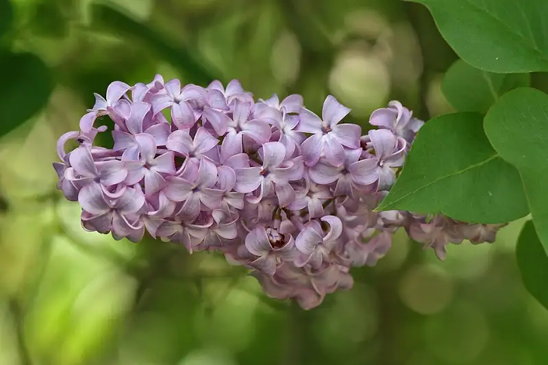 Sering (Syringa vulgaris)