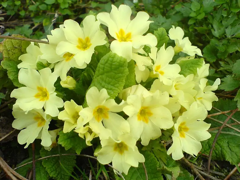 Sleutelbloem (Primula vulgaris en tuinprimula’s)