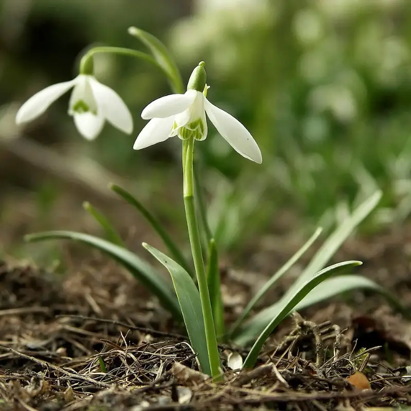 Sneeuwklokje (Galanthus nivalis)