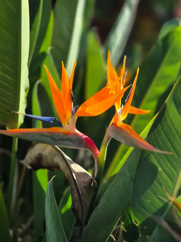 Strelitzia (Strelitzia reginae)