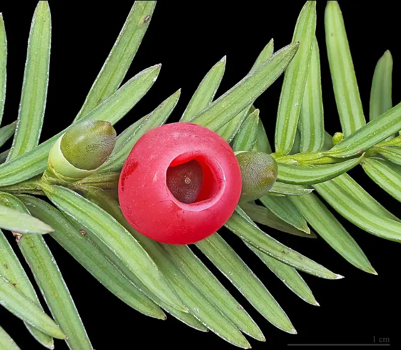 Taxus (Taxus baccata)