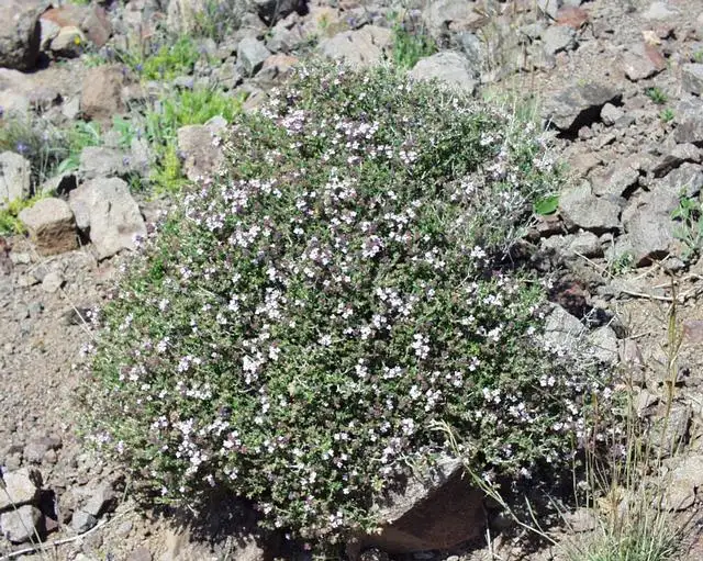 Tijm (Thymus vulgaris)